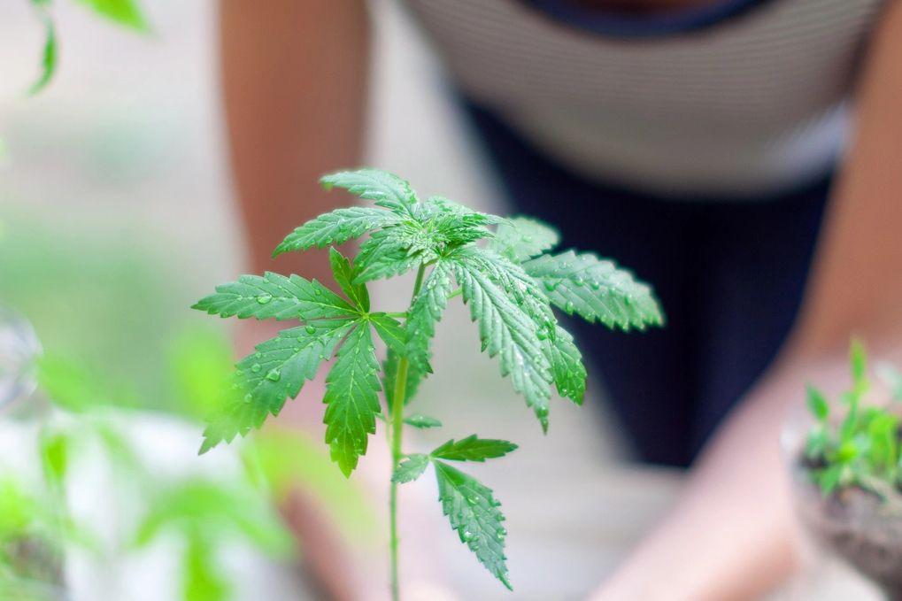 Maine residential weed growing