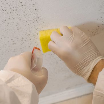 mold removal, Houston, TX.