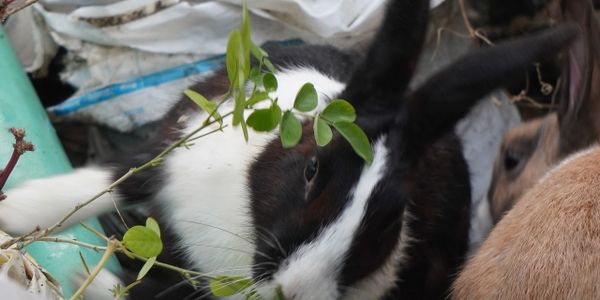 A black and white rabbit peeking through green leaves outdoors.