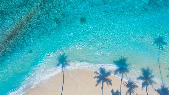 Shadows of palm trees on a vibrant turquoise beach shore.