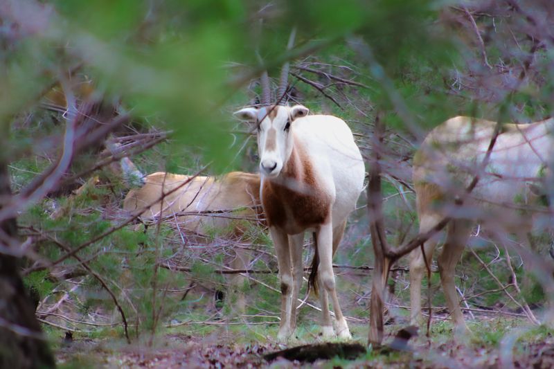 Oryx Antelope behind brush in the woods