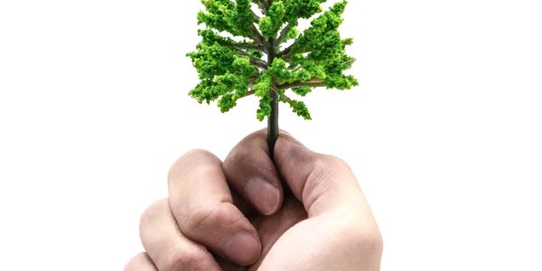 Hand holding a small artificial tree against a white background.