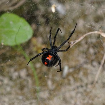 Close-up of a black widow spider on its web.