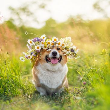A tan and white dog sitting in tall green grass with a flower bouquet on its head.