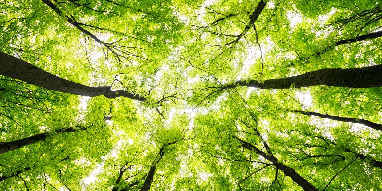 View of green tree canopy from below