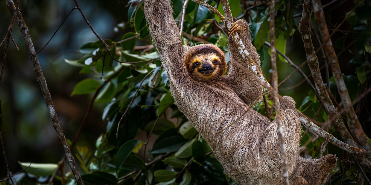 A sloth hanging from tree branches in a lush forest.