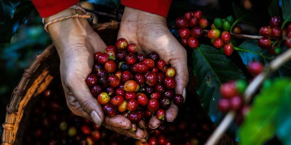 Hands holding freshly picked ripe coffee cherries above a basket.