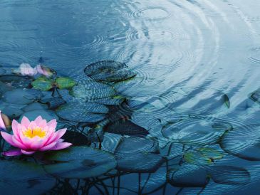 Pink lotus flower on calm water with lily pads.