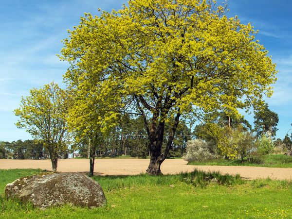A lush green field with blooming yellow trees under a clear blue sky.