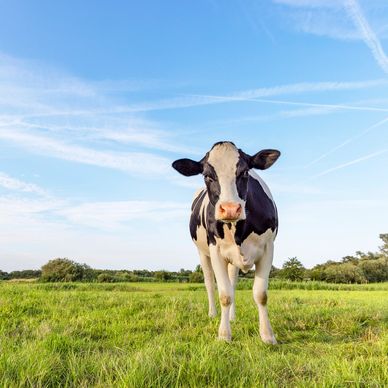 Farm animal chiropractic