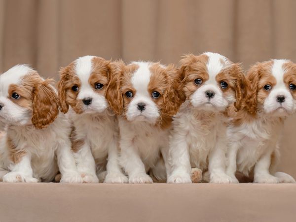 Five adorable Cavalier King Charles Spaniel puppies lined up.