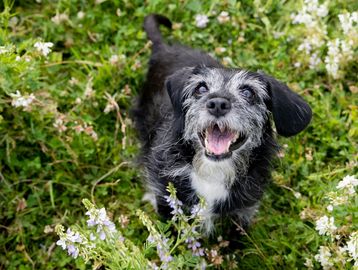 Happy scruffy black and white dog in a grassy field with flowers.
