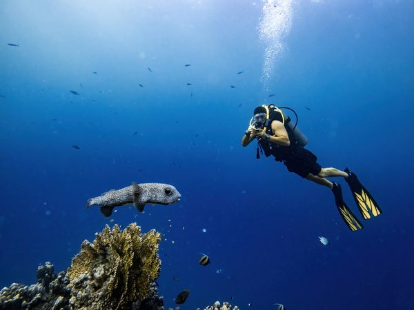 Scuba diver photographing a spotted fish near a coral reef.