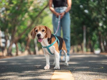 A happy beagle on a leash during a walk on a tree-lined road.