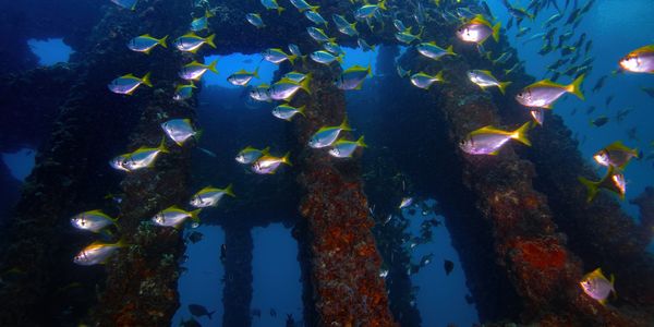 School of fish swim around underwater reef pillars.
