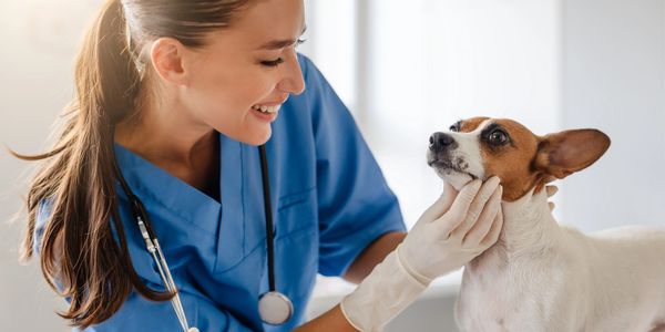 A vet smiling and examining a small dog gently.