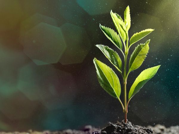 A rooted plant growing and thriving