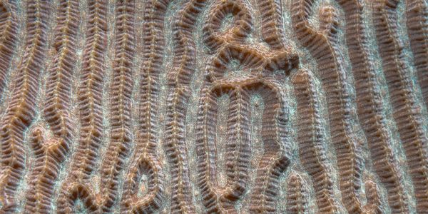 Detailed close-up of brain coral's textured ridges and grooves.