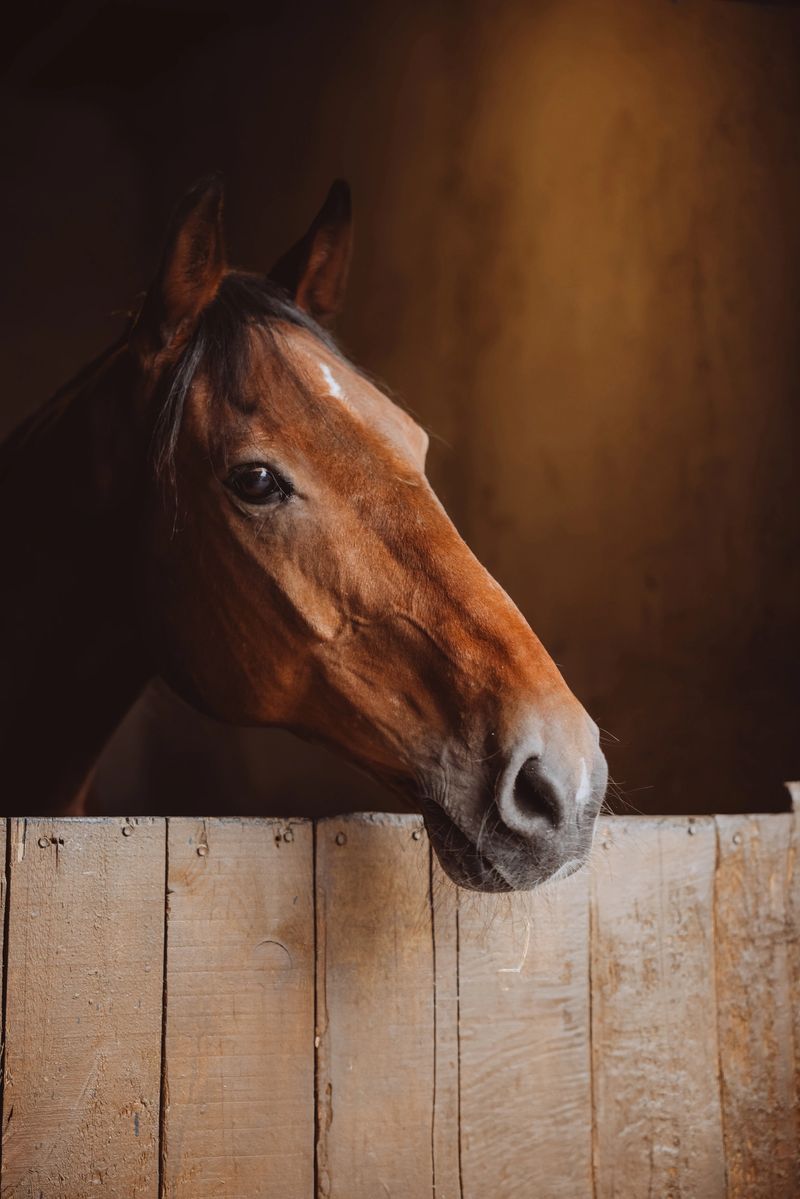 A magnificent horse stands in the barn, patiently waiting to go out. Curious brown horse looking out stable window