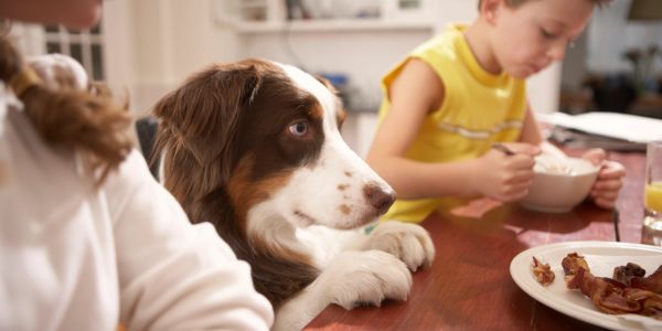 Dog watching kids eat at the table.