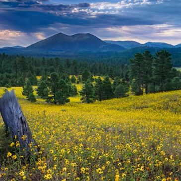 Field of yellow flowers with mountains and trees under a dramatic sky.