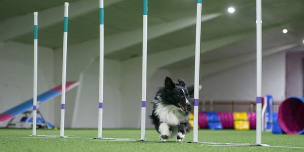 A black and white dog weaving through agility poles indoors.