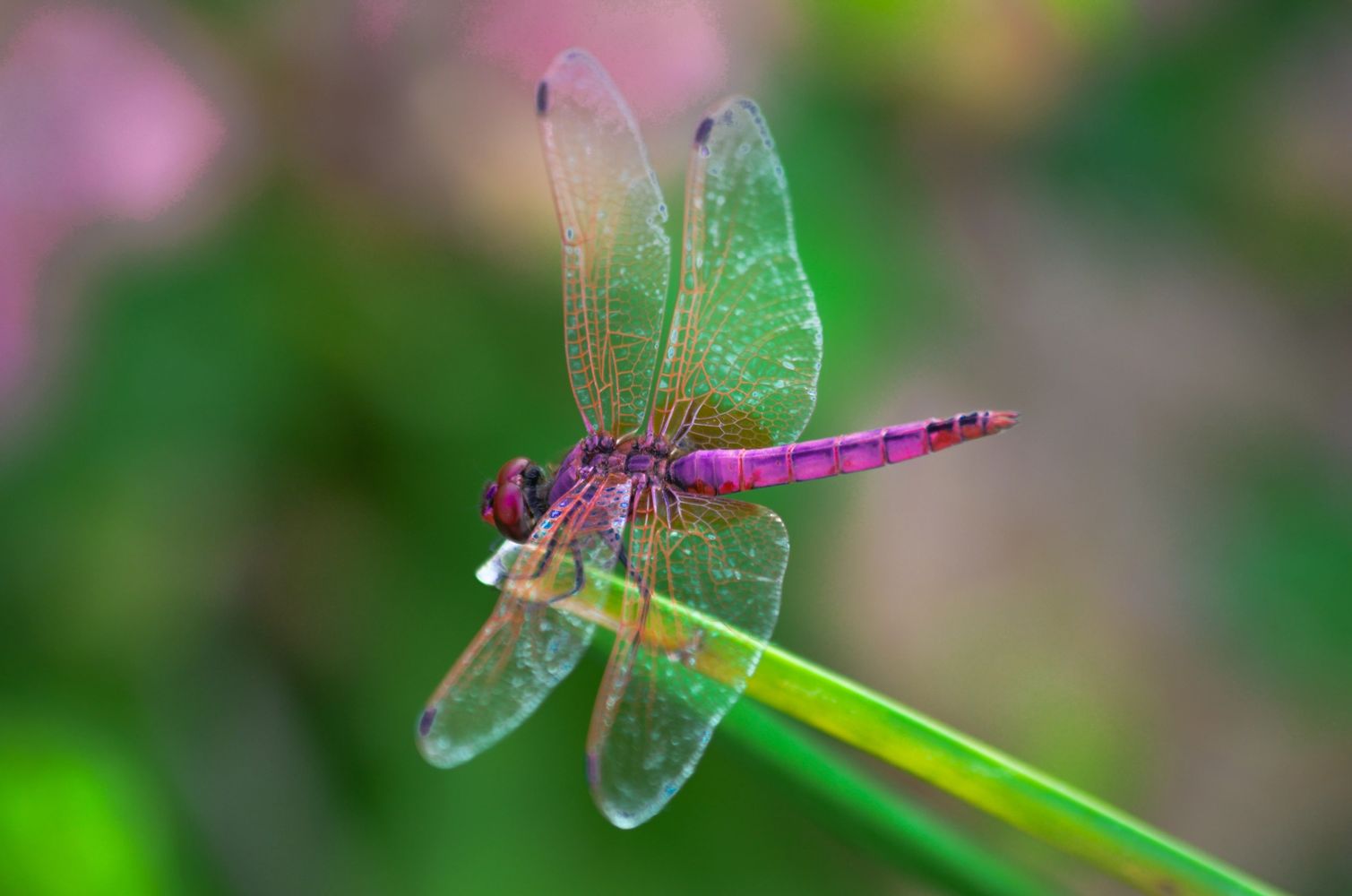 Dragonfly on grass