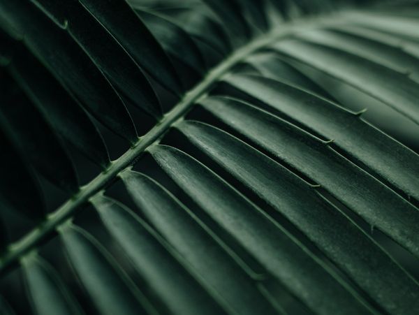 closeup shot of leaf of the tree
