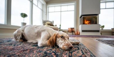 Clean area rug on floor in a home office, highlighting expert rug and carpet deep cleaning.