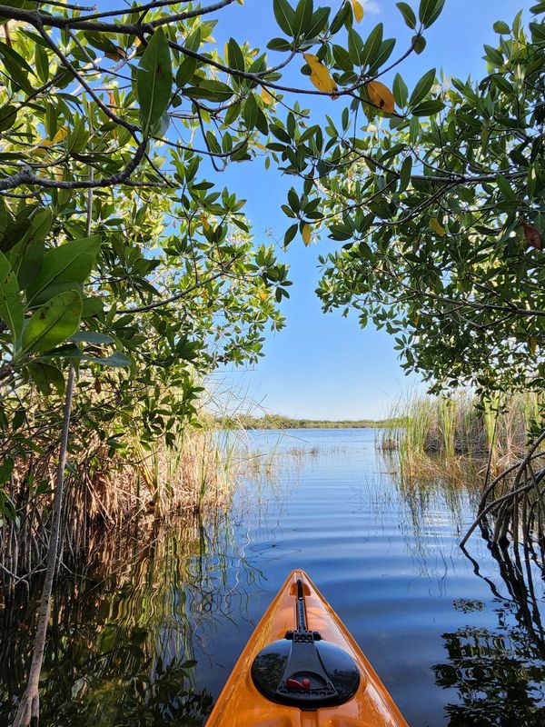 View from a kayak navigating through mangroves into open water under a clear blue sky.