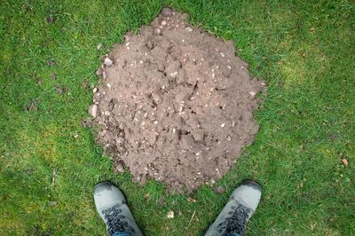 Mole hill in McMinnville Oregon