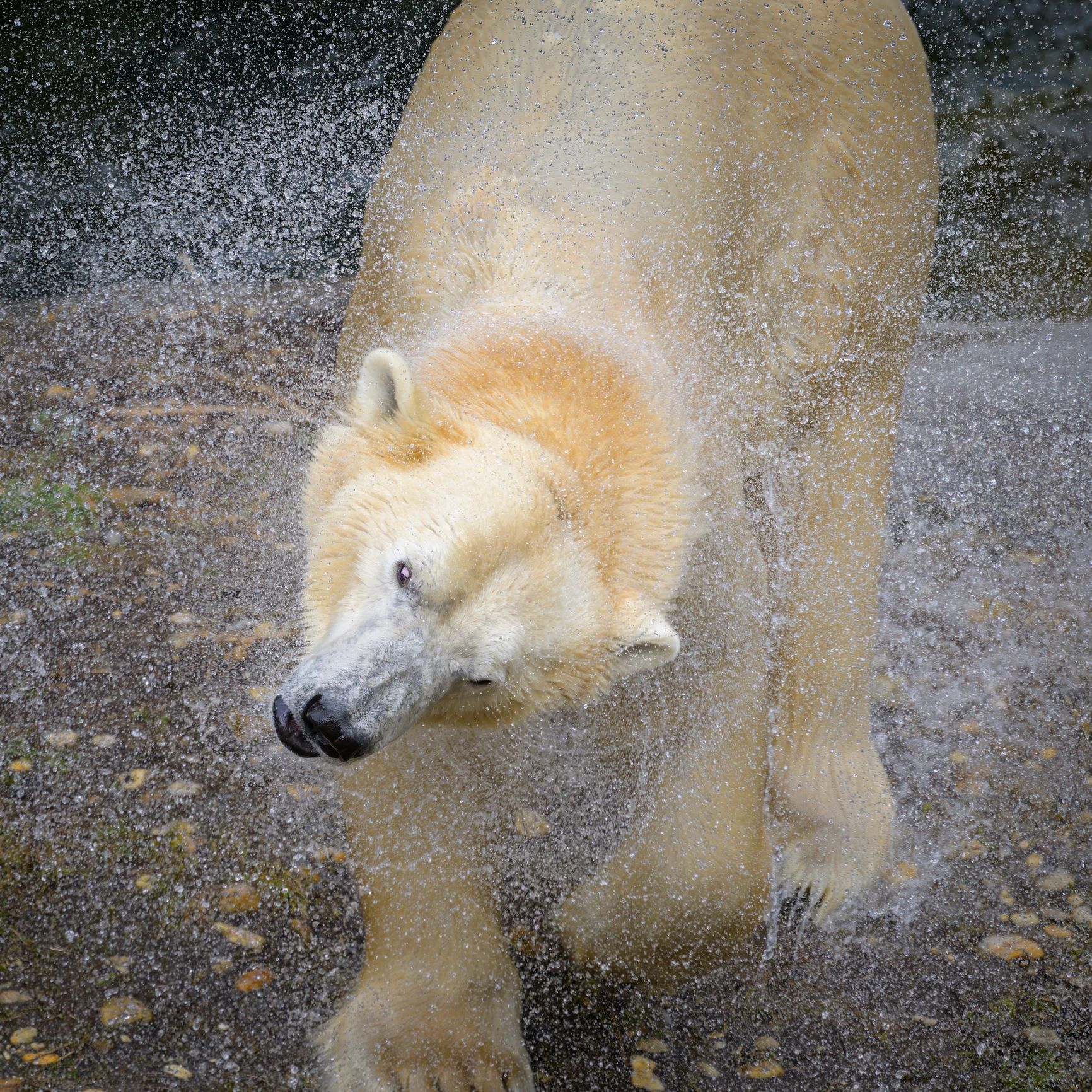 Kaktovik Arctic Tours Alaska tours