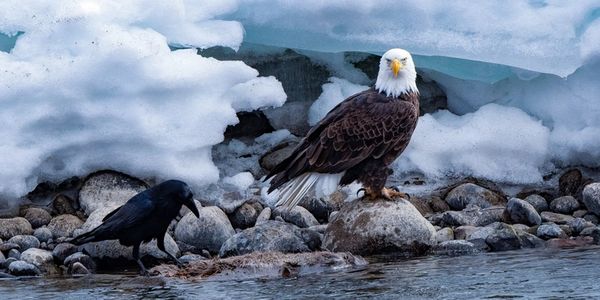 A bald eagle and a crow on rocky shore near icy water.