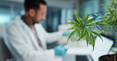 Close-up of a cannabis plant with a scientist in the background.