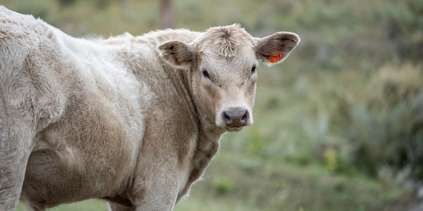 A light brown calf with a tag in its ear standing on grass.