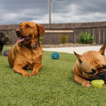 A brown pug chewing on a tennis ball, along with a red lab laying next to him gazing his surroundings