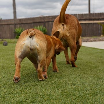 We clean yards 2 times per week that have 2 big dogs using it to poop