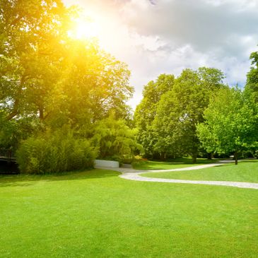 Sunlight filters through lush green trees in a peaceful park.
