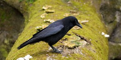 A black crow perched on a mossy log in a forest.