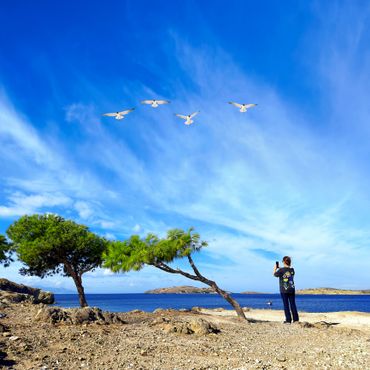 A person photographing birds flying over a coastal landscape with unique leaning trees.