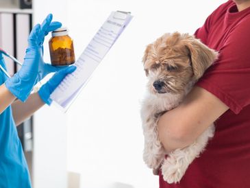 Veterinarian discussing medication for a small dog held by its owner.