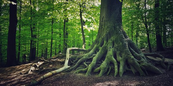 Large tree with sprawling roots in a green forest.
