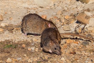 Two brown rats on rocky ground exploring the area.