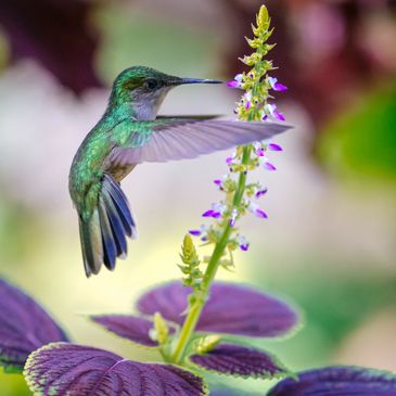 A vibrant hummingbird hovers near a purple flowering plant.
