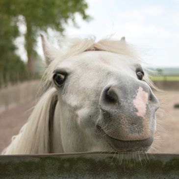 Ethical horsemanship 