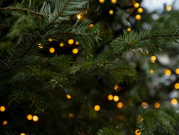 Close-up of pine tree branches with soft glowing lights in the background.