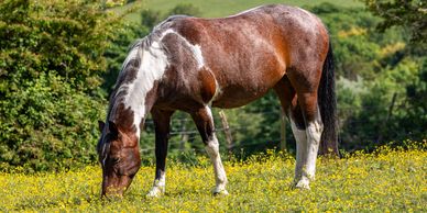 Skewbald horse grazing with trees in background