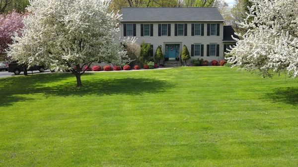 A well-kept lawn with blossoming trees and a classic two-story house.