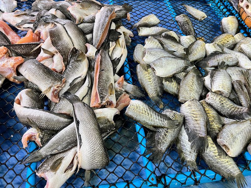 a photography of a bunch of fish that are on a table.