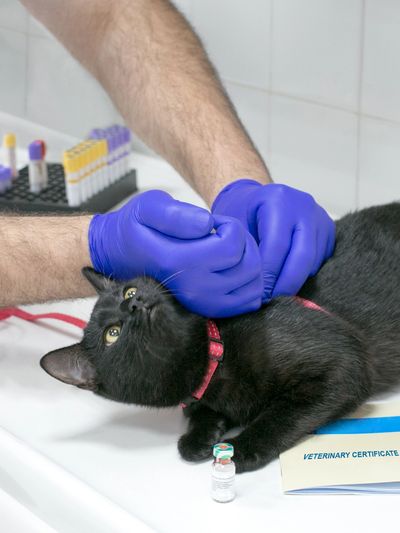 Veterinarian preparing a black cat for injection during a check-up.